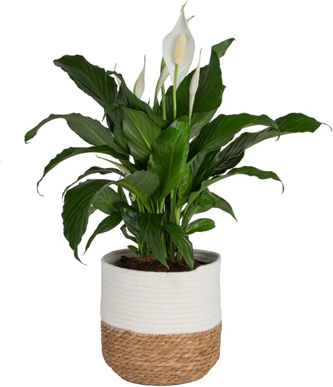 Costa Farms Peace Lily Live Plant in Decorative Pot, Large Air Purifying Flowering Indoor Houseplant, Perfect for Home, Room, or Office Decor, Great House Warming or Birthday Gift, 2-3 Feet Tall