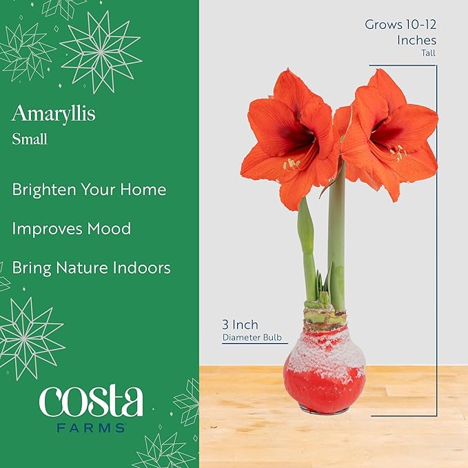 Costa Farms Amaryllis Live Plant in Bulb, Easy to Maintain Flowering Indoor Houseplant, Perfect for Christmas, Holiday Room Decor, Great House Warming or Birthday Gift