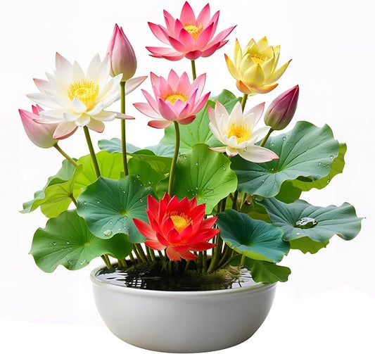 160Pcs Mixed Lotus Seeds for Planting in Water, Colorful Bowl Flower Seeds for Ponds, Bonsai, Indoor Water Gardens, Easy Grow Water Lily