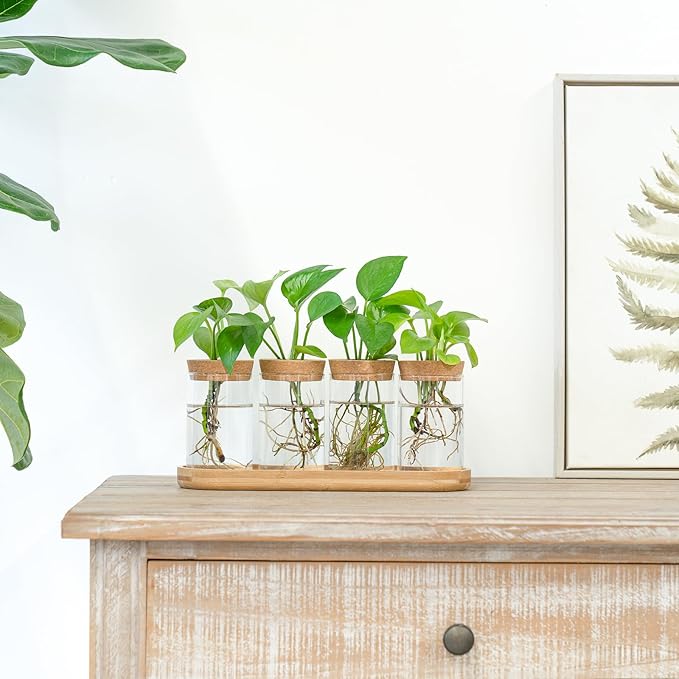 Dahey Plant Propagation Terrarium Desktop Glass Planter Station Water Planting Glass Vase with Lid and Wooden Stand for Propagating Hydroponic Plants Centerpiece Office Home Garden Decor, 4 Pcs