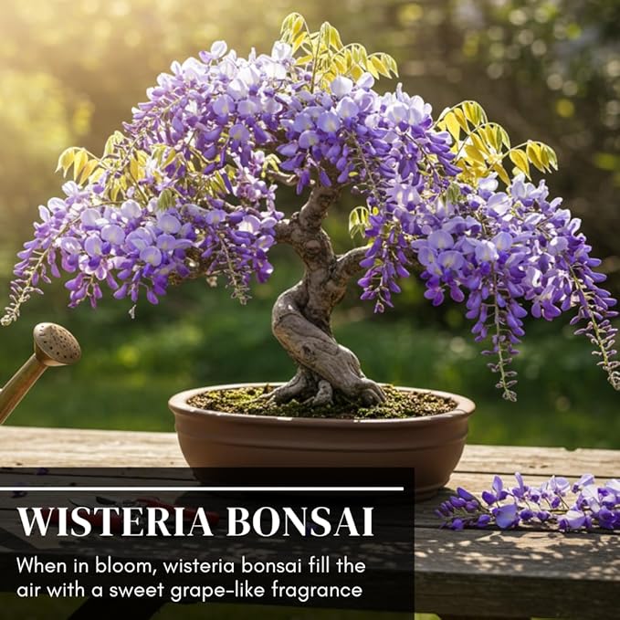 Chinese Wisteria Bonsai Tree Seedling for Planting - 1 Year Old Well Rooted Seedling