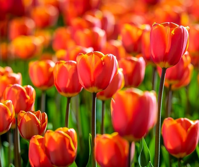 Amber Inferno Tulip Bulbs for Planting - Easy to Grow Perennial Tulips, Top Size Bulbs (10 Bulbs)