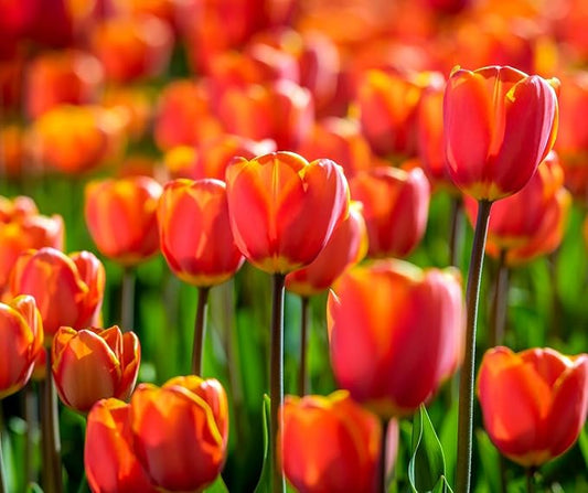 Amber Inferno Tulip Bulbs for Planting - Easy to Grow Perennial Tulips, Top Size Bulbs (10 Bulbs)
