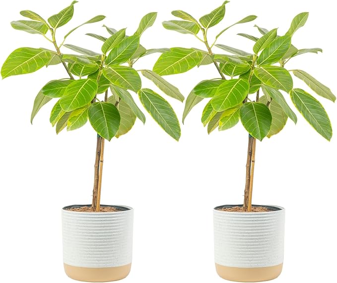 Costa Farms Ficus Audrey Tree Live Plants, Pack of 2 | 3-4 Feet Tall Floor Plants in 10-Inch Planters | Easy to Grow Houseplant & Air Purifying Room, Office, and Home Decor