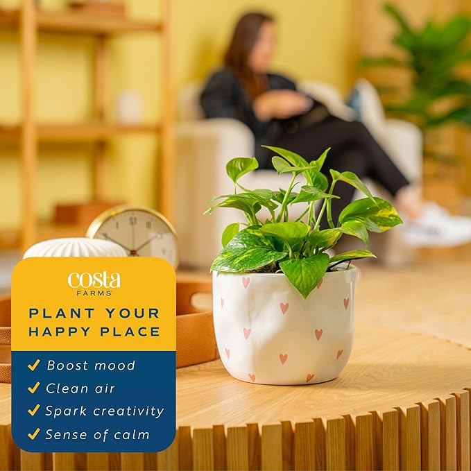 Costa Farms Live Pothos Plant, Easy to Grow Vining Houseplant in Cute Décor Planter, Housewarming Gift, Room Decor, 10-12 Inches Tall