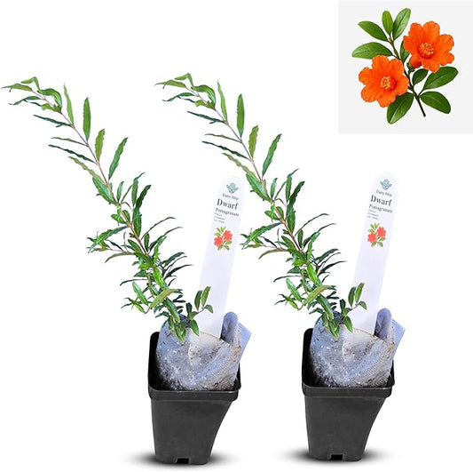 Live Dwarf Pomegranate Plant (Punica Granatum) - Compact, Ornamental Fruit Bearing Shrub, Indoor/Outdoor (2 pom-Dwarf Cups)