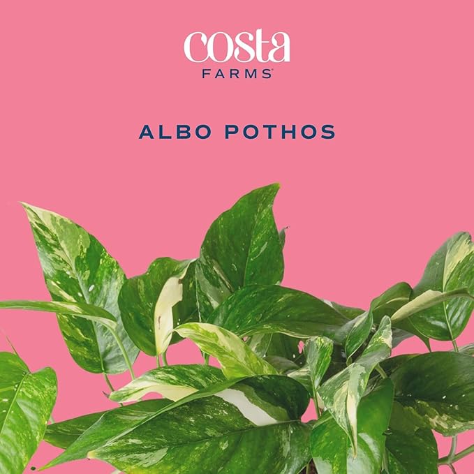 Costa Farms Albo Variegated Pothos Live Plant in Self Watering Pot, Air Purifying Indoor Houseplant, Perfect for Home, Room, or Office Decor, Great House Warming or Birthday Gift, 12-18 Inches Tall
