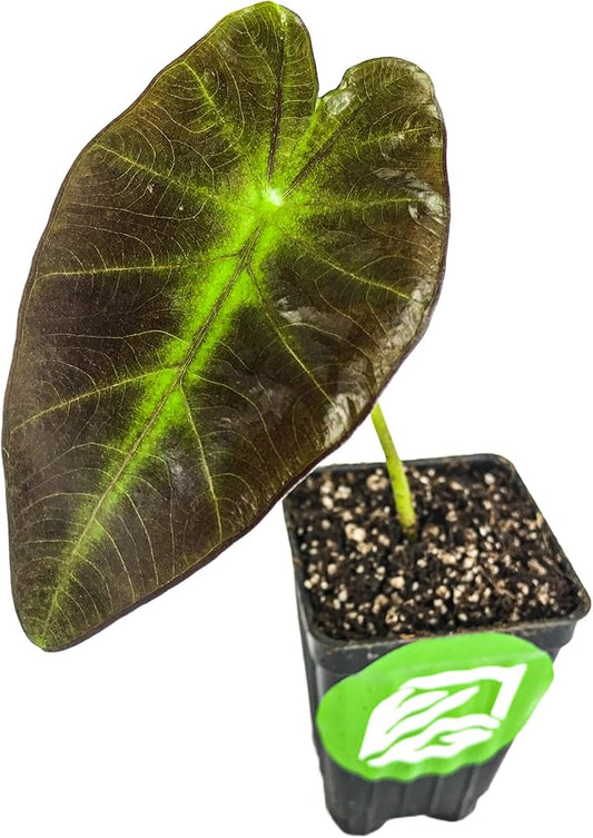 Black Beauty Elephant Ear Live Plant - Colocasia antiquorum by Wellspring Gardens Starter Plant - Colocasia with Dark Purple-Black Leaves Houseplants Planting for Outdoor and Indoor Growth