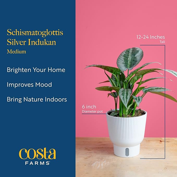 Costa Farms Silver Indukan Live Plant in Self Watering Pot, Indoor Houseplant, Perfect for Home, Room, or Office Decor, Great House Warming or Birthday Gift, 12-14 Inches Tall