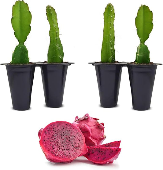 Dragon Fruit Edgar's Baby (4 Pack) | Real Live Fruit Plants for Sale | Rare Exotic Variety | Sweet Edible Fruit | Easy to Grow Live Plants for Organic Gardens. (Edgar's Baby)