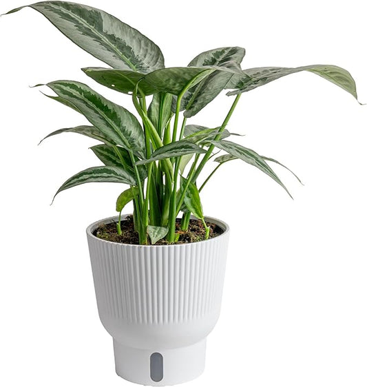 Costa Farms Silver Indukan Live Plant in Self Watering Pot, Indoor Houseplant, Perfect for Home, Room, or Office Decor, Great House Warming or Birthday Gift, 12-14 Inches Tall