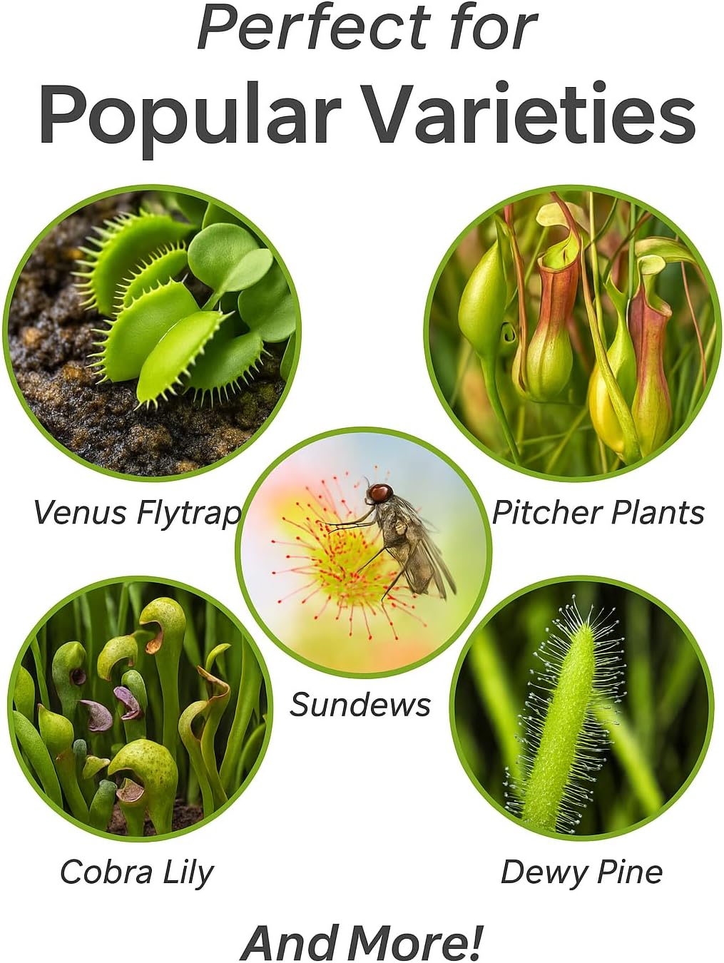 Sphagnum Moss Potting Mix for Carnivorous Plants - 10 Quart - Moss and Perlite Blend for Potting Venus Fly Traps, Sarracenia, Pitcher Plants (2 Bags of 5QT)