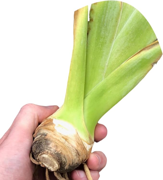 Easy to Grow Bearded Iris Bernice's Legacy - 9 Plant Bulbs Rhizomes, Crimson Purple Flowers in Spring to Fall, Full Sun Low Maintenance