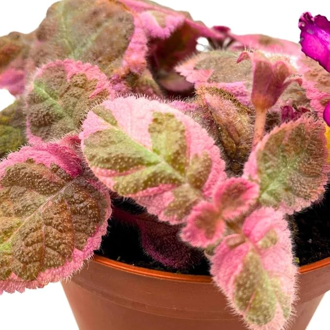 Episcia Pink Smoke Rare Variegated Flame Violet Flowering Gesneriad