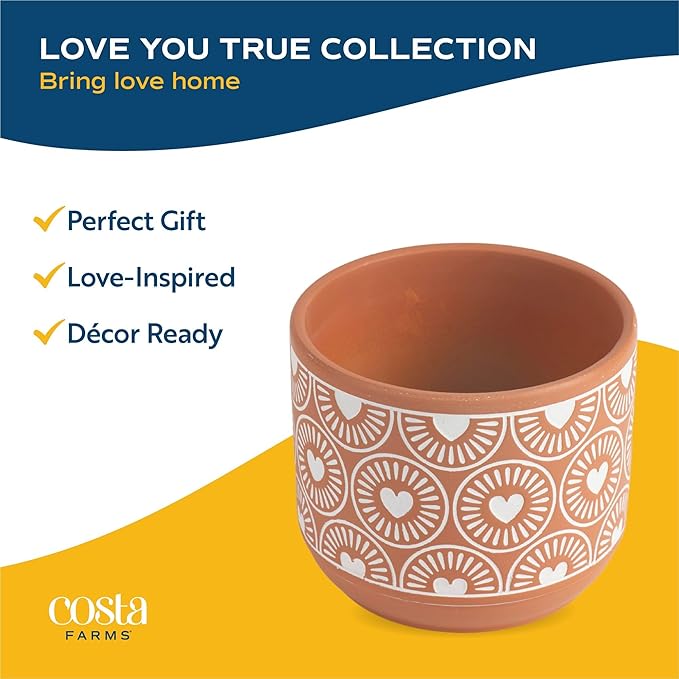 Costa Farms Echeveria, Succulent Live Plant in Decorative Pot, Succulent Indoor Houseplant, Perfect for Home, Room, or Office Decor, Great House Warming or Birthday Gift, 4-6 Inches Tall