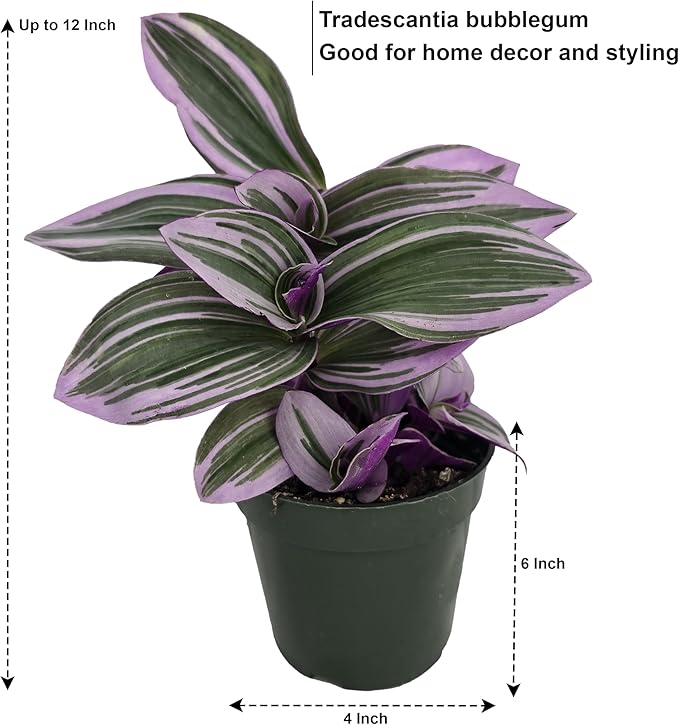 Bumble Plants Live Tradescantia Bubblegum Nanouk Purple Plant [Winter Thermal Packaging Included] | Fully Rooted Rare Houseplant for Home Office Wedding Decorations | Indoor and Outdoor Plant