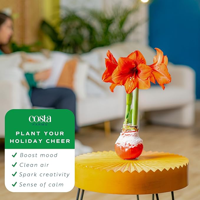 Costa Farms Amaryllis Live Plants in Bulb, Easy to Maintain Christmas or Holiday Decoration, Flowering Flowering Indoor Houseplant, Home, Room, or Office Decor, House Warming Gift, Bulb, Pack of 2