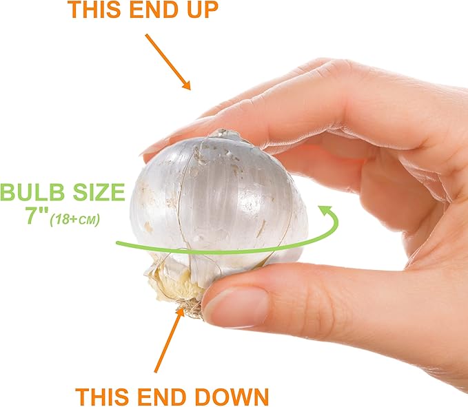 Garden State Bulb Gladiator Allium Flower Bulbs, 18cm, Fall Planting (Bag of 10)