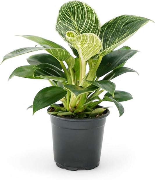 Philodendron Birken Live Plant | Indoor House Plant for Home Decor, Room Decor, Office Decor | Air Purifying Philodendron Houseplant | Elegant Plants Live Houseplants