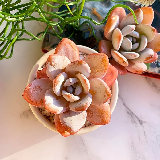 Echeveria Laui Rare Live Succulent Plants, 1 Head 2.5" Bare Root Without Pot & Soil, Garden Indoor Office Desk Baby Shower Decoration, Friend Plant Lovers Gifts