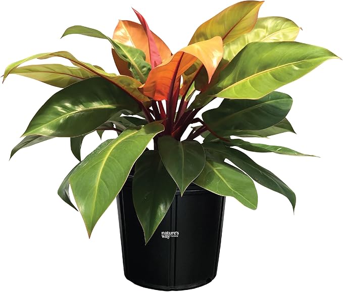 Nature's Way Farms Philodendron Prince of Orange Live Plant (25-30 in. Tall) in Grower Pot