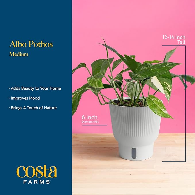 Costa Farms Albo Variegated Pothos Live Plant in Self Watering Pot, Air Purifying Indoor Houseplant, Perfect for Home, Room, or Office Decor, Great House Warming or Birthday Gift, 12-18 Inches Tall