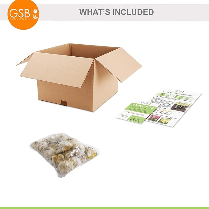 Garden State Bulb Wild About Mixed Allium Flower Bulbs, 10/12cm, Fall Planting (Bag of 25)