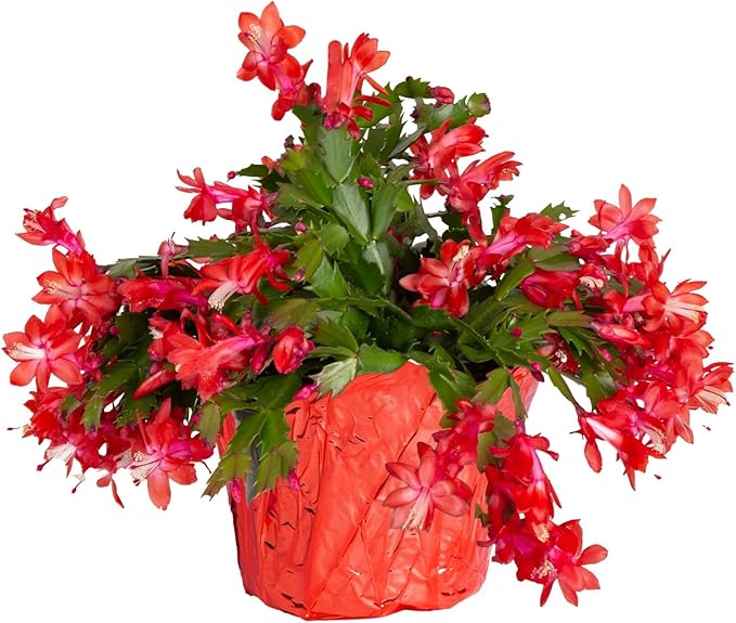 Costa Farms Christmas Cactus Live Plant in Holiday Gift Wrap Pot, Easy to Maintain Flowering Indoor Houseplant, Holidays Room Decor, Seasonal Christmas Gift, 8-10 Inches Tall