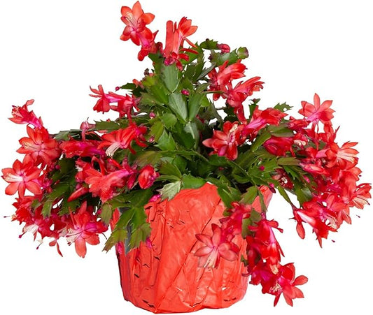 Costa Farms Christmas Cactus Live Plant in Holiday Gift Wrap Pot, Easy to Maintain Flowering Indoor Houseplant, Holidays Room Decor, Seasonal Christmas Gift, 8-10 Inches Tall