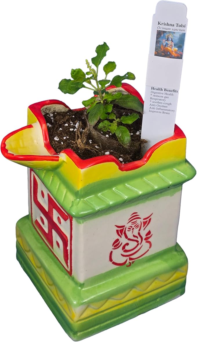 Purple Rama Tulsi Plant and Holy Ceramic Pot w/Diya. for Puja with Indian Smell. Fresh, Edible with Growing Guide. (1 Krishna Tulsi in DiyaPot)