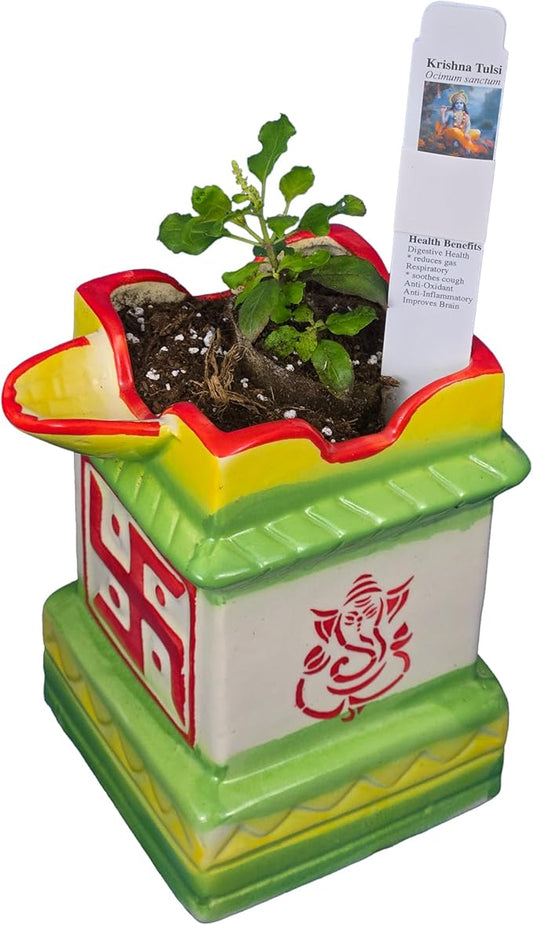 Purple Rama Tulsi Plant and Holy Ceramic Pot w/Diya. for Puja with Indian Smell. Fresh, Edible with Growing Guide. (1 Krishna Tulsi in DiyaPot)