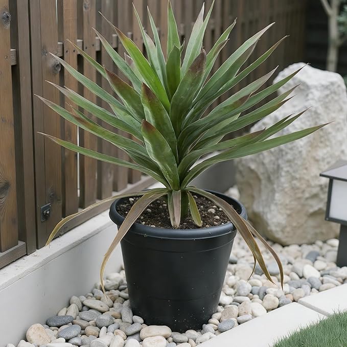 20" Tall Artificial Agave Plant with Ground Stakes Realistic Faux Agave for Indoor/Outdoor Home Decor (2 in 1)