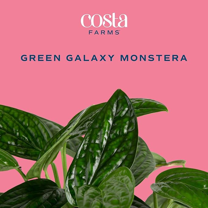 Costa Farms Green Galaxy Monstera Live Plant in Self Watering Pot, Easy to Maintain Indoor Houseplant, Perfect for Home, Room, or Office Decor, Great House Warming or Birthday Gift, 12-14 Inches Tall