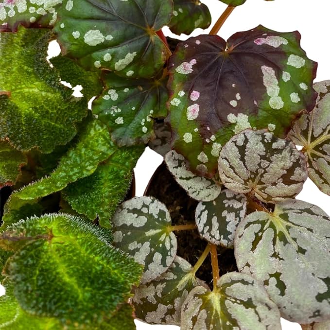 BubbleBlooms Begonia Rex Assortment, in 2 inch pots, Set of 3, Tiny Mini Pixie Plant Begonia Variety Pack