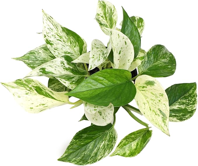 Marble Queen Pothos Plant in 4 Inch Planter Pot for Plants, Low Light Plants Live Houseplants, Pothos Live Plant Decor, Live Plants Indoor Plants Live Houseplants Live Indoor Plants by Plants for Pets