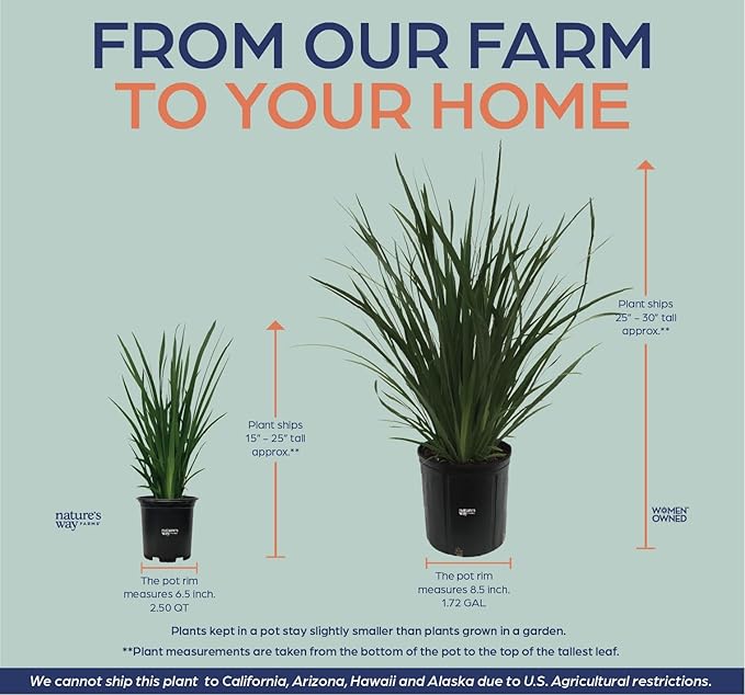 Nature's Way Farms African Iris White Outdoor Live Plant in Grower Pot (18-24 in. Tall)