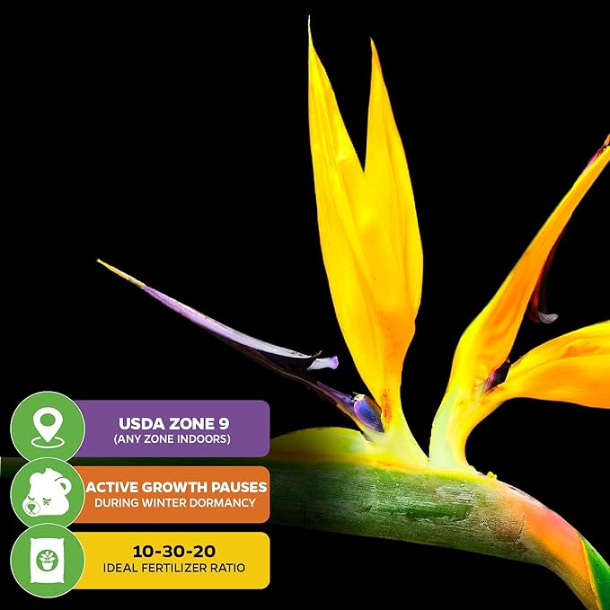 Yellow Bird of Paradise Live Plant - Strelitzia Reginae by Wellspring Gardens - Mandela’s Gold Tropical Flowering Perennial, Exotic Indoor/Outdoor Houseplant, Easy Care, Low Maintenance Starter Plant