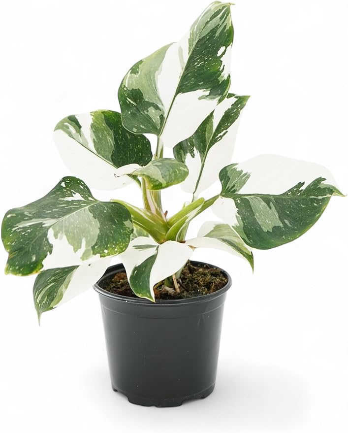 Philodendron Plant Package - 3 Live Philodendron Plants Bundle - Pink Princess, White Princess, and Birken Varieties - Rare Plants Live Houseplants
