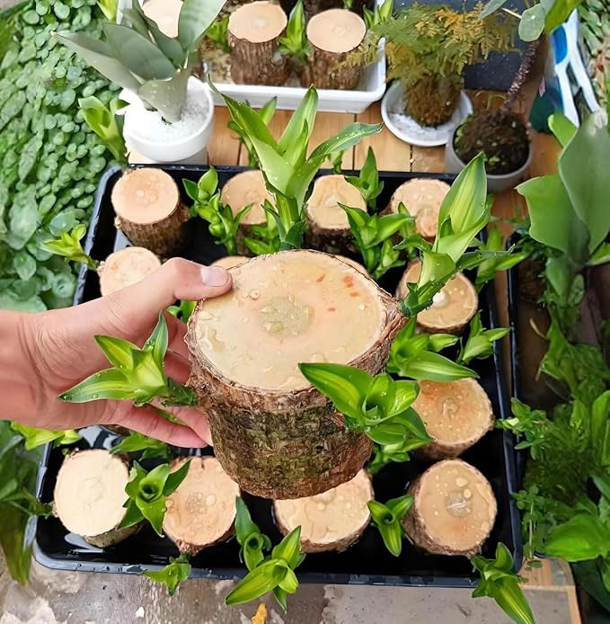 Brazilian Lucky Tree Plants, Bamboo and Trays, Small Plant desks, Good Luck Offices, Kitchens, Living Rooms, Home Decorations, Brazilian Lucky Tree