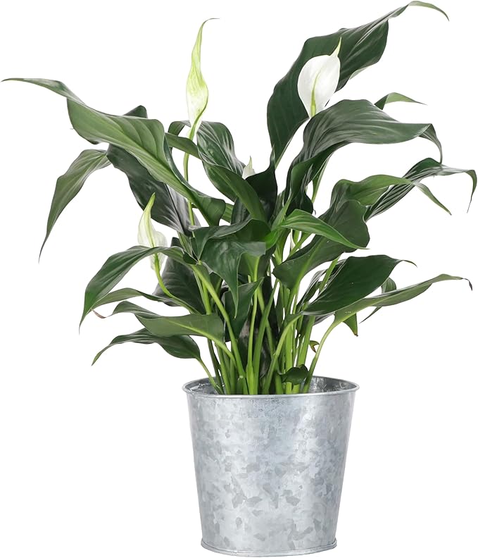 Thorsen's Greenhouse Live Peace Lily Plant, Spathyphylum, Low Light, Natural Air Purifier Live Indoor Plant, 4" Diameter Pot (Silver - Metal, 4-inch Pot)