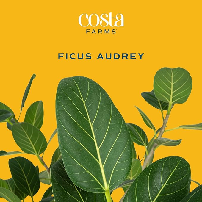 Costa Farms Ficus Audrey Live Plant | 1-2 Feet Tall Indoor Houseplant in 6-Inch Minimal Decor Pot | Easy to Grow, Air Purifying | Room, Office, and Home Decor