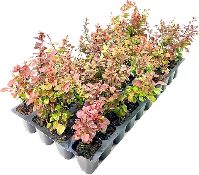 Barberry Rosy Glow | 40 Live Plants | Vibrant Dual-Toned Foliage, Ideal for Landscaping & Hedging, Hardy & Drought-Tolerant, Live Decorative Shrub Plant