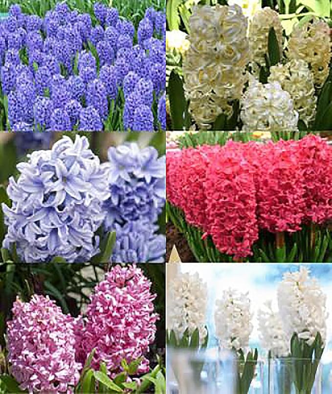 5 Aqua Hyacinth Bulbs