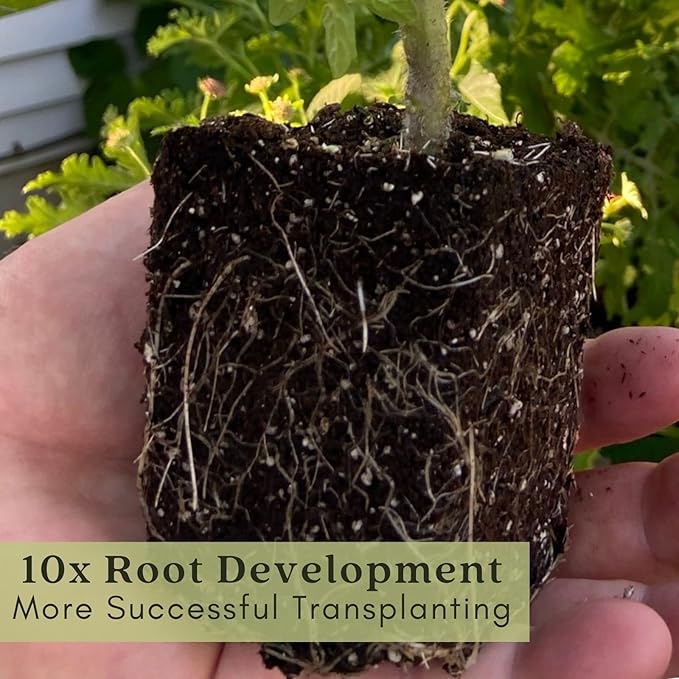 Clovers Garden Shasta Daisy (Leucanthemum) Plants – Two (2) Live Plants – Non-GMO - Not Seeds - Each 4" to 8" Tall – in 4" Inch Pots – Hardy Flowering Perennial, Pollinator Favorite