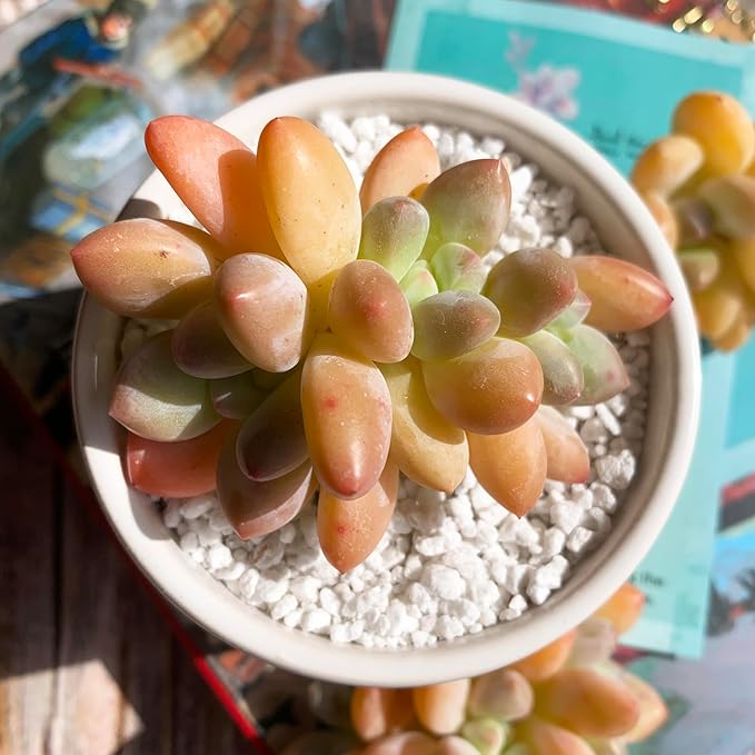 xPachyveria Elaine Rare Live Succulent Plants, 2-3 Heads 2.7" Orange, Bare Root Without Pot & Soil, Garden Indoor Office Desk Baby Shower Decoration, Friend Plant Lovers Gifts