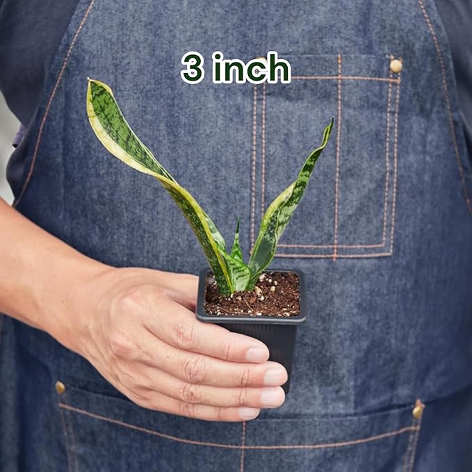 Snake Plants (Live & Rooted) 4/6/8" - Mother in Law Tongue - Sansevieria Laurentii Indoor Live Houseplant Gift Air Purifying - Low Light (3")
