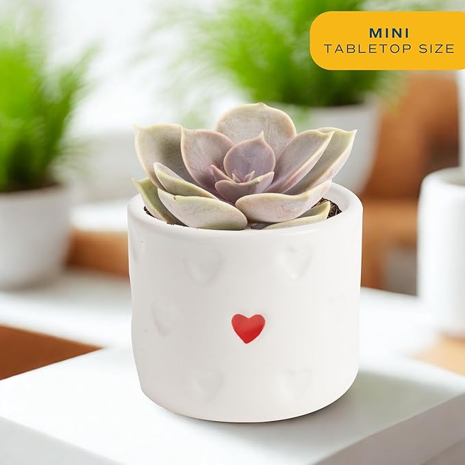 Costa Farms Mini Succulent Live Plants in Decorative Pots, Easy to Maintain Indoor Succulents, Houseplants for Home or Office Decor, House Warming or Birthday Gift, 2-3.5 Inches Tall, Pack of 3
