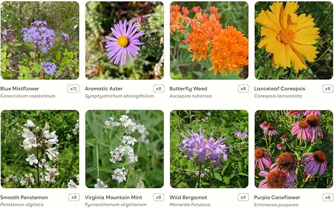 64 Outdoor Plants - Flowering Garden for Full Sun to Support Pollinators Including Perennial Native Plants Purple Coneflower, Butterfly Milkweed, Wild Bergamot and Smooth Blue Aster