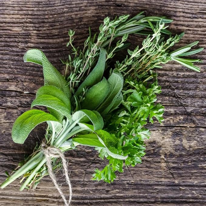 German Thyme Plants - Perfect for Indoor or Outdoor Gardening, High in Antioxidants, Fragrant and Flavorful Herb (2 ger Thyme Cups)