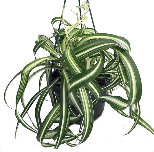Bonnie Curly Spider Plant -Cleans The Air - 6" Hanging Basket